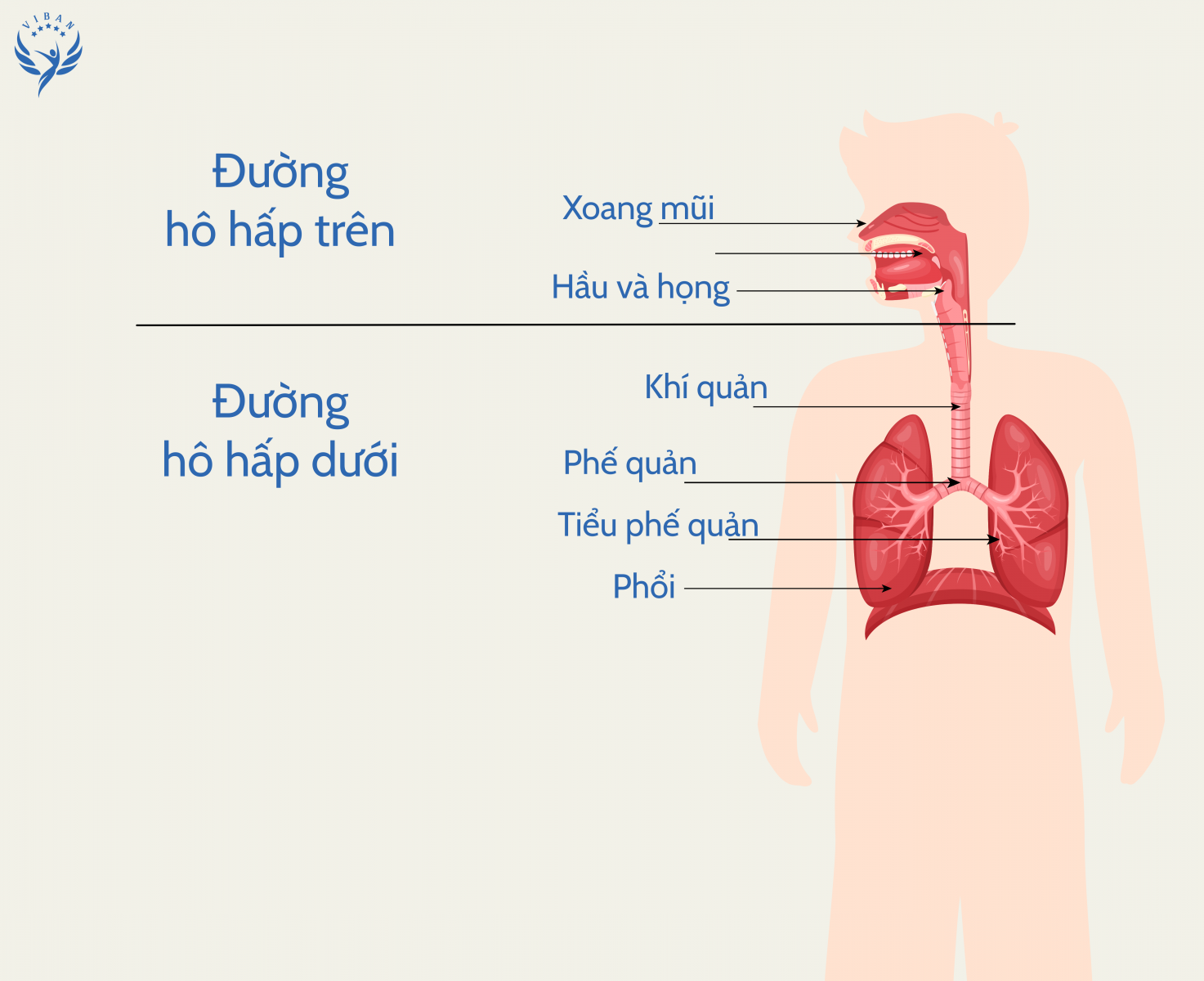 Sơ đồ đường hô hấp trên và đường hô hấp dưới trong viêm mũi họng và viêm phổi