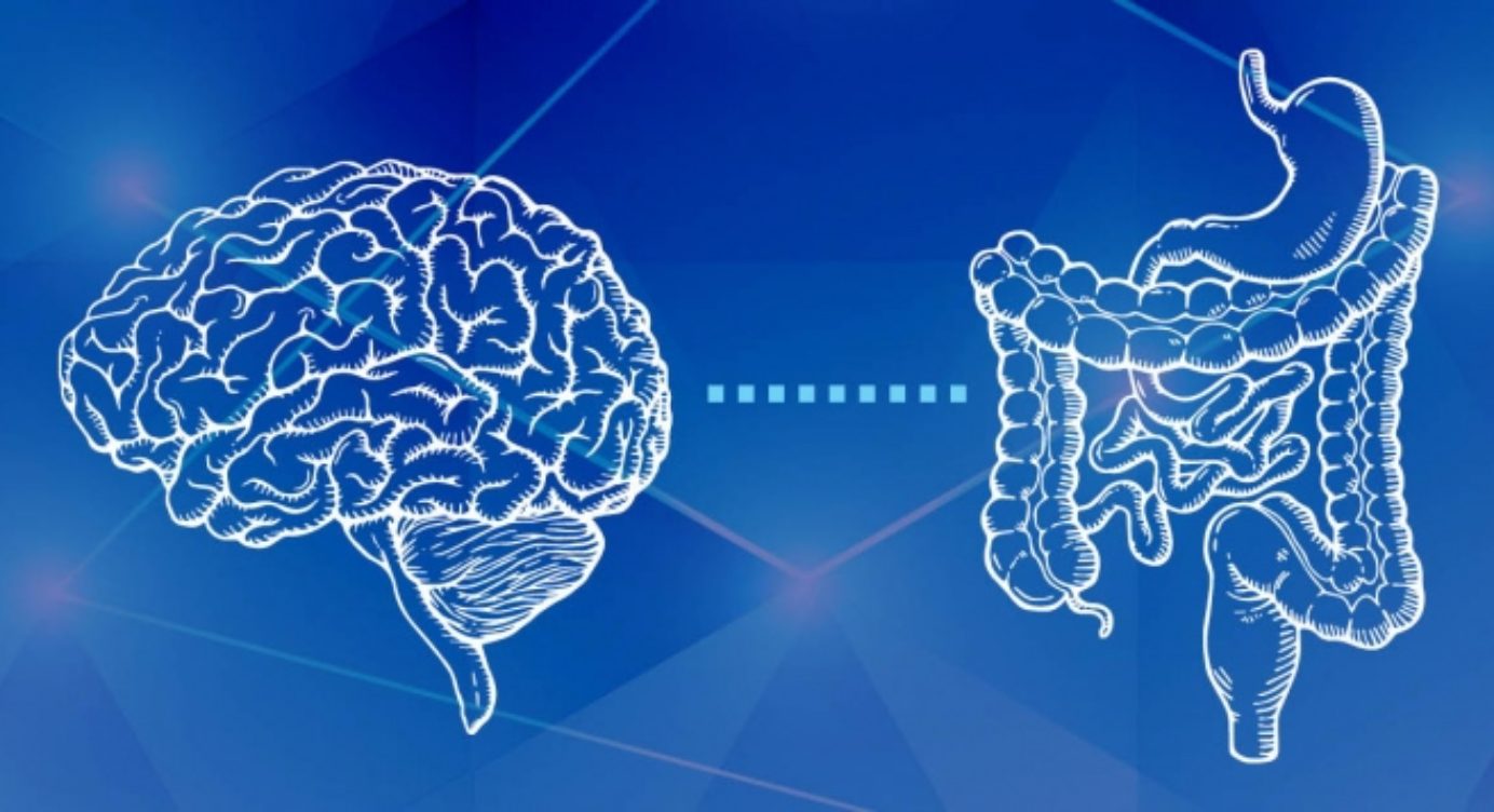 Minh họa trục não ruột và mối liên hệ giữa căng thẳng với hoạt động tiêu hóa